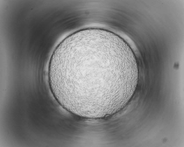 X0000101951199200808151245