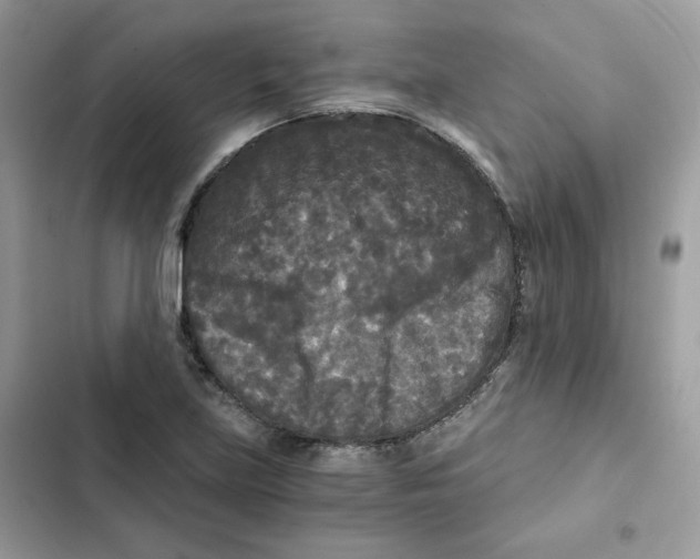X0000101951219200808151245