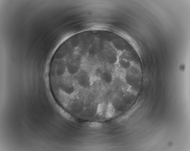 X0000101951235200808151245