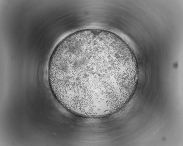 X0000101951238200808151245