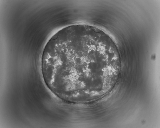 X0000101951239200808151245