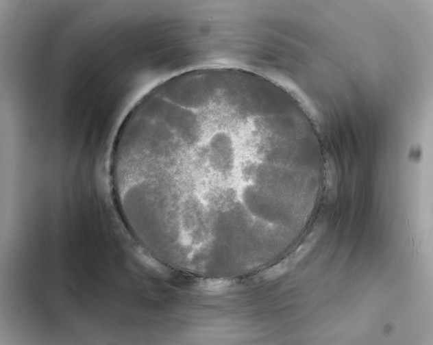 X0000101951278200808151244