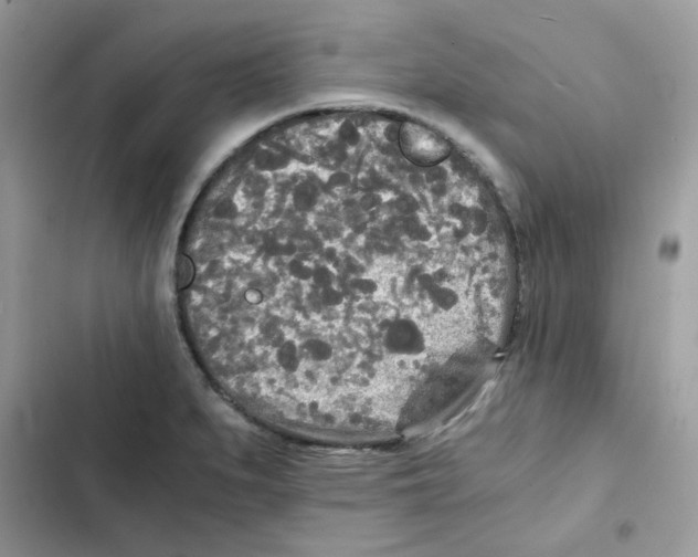X0000101951279200808151244