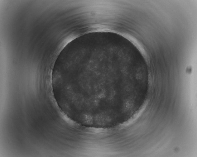 X0000101951289200808151244