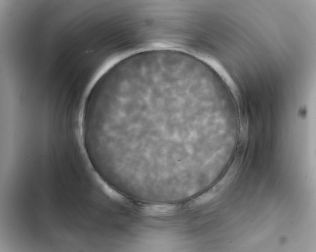 X0000101951294200808151244