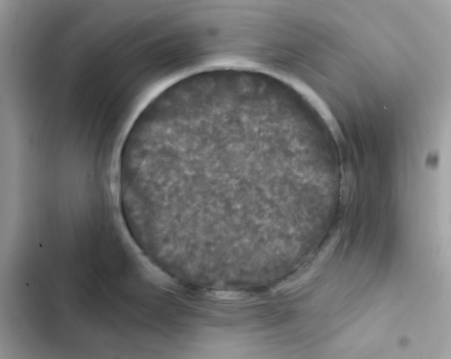 X0000101951295200808151244
