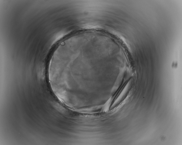X0000101951306200808151244