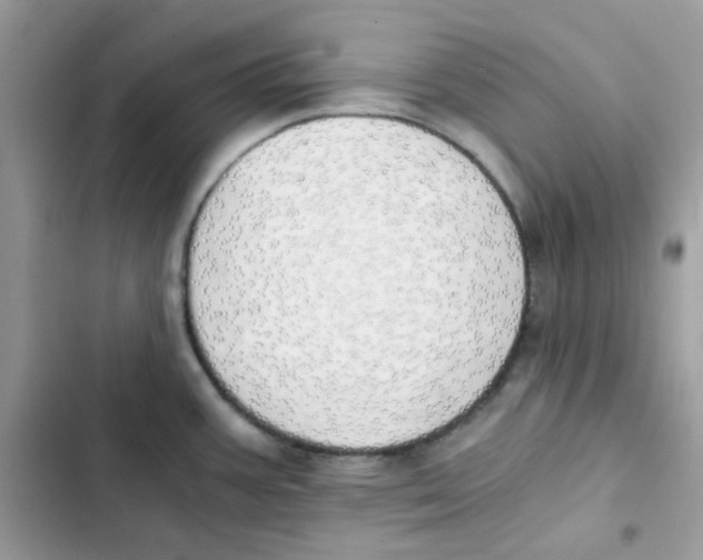 X0000101951387200808151243