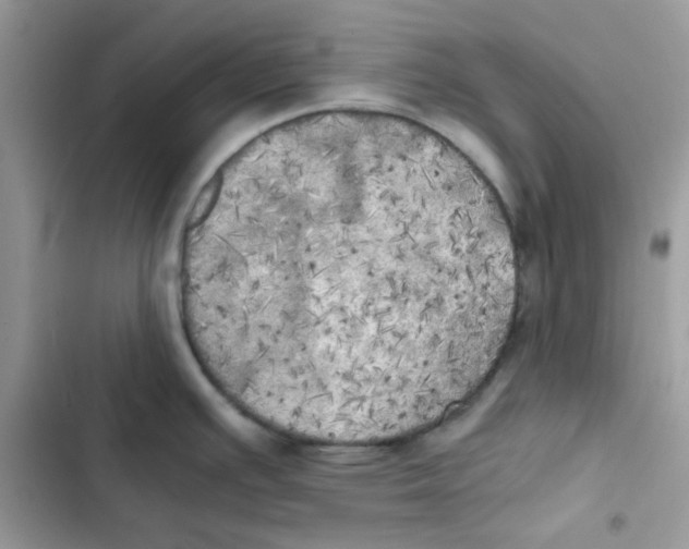 X0000101951391200808151243