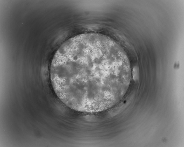X0000101951395200808151242