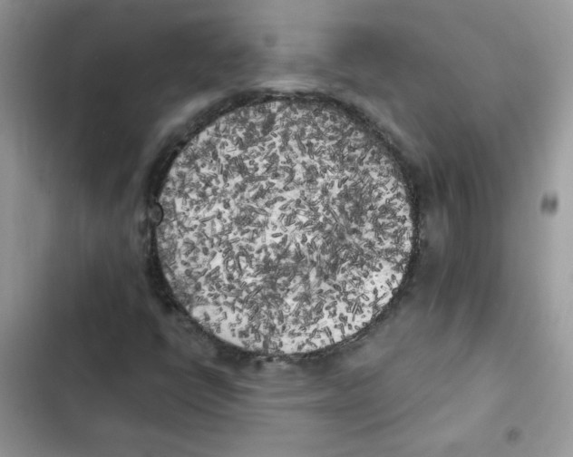 X0000101951398200808151242