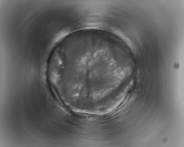 X0000101951411200808151242