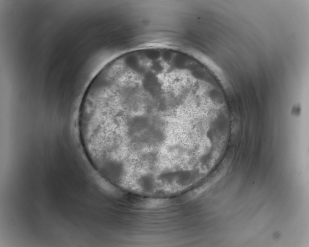 X0000101951423200808151243