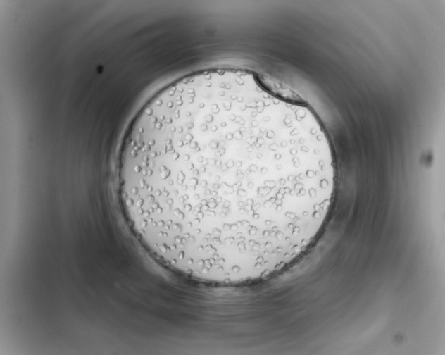 X0000101951436200808151243