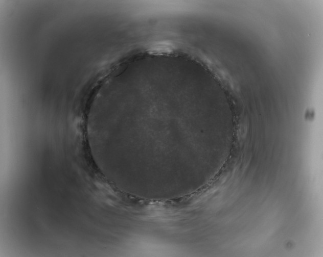 X0000101951445200808151242