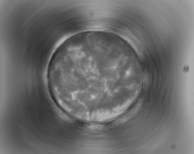 X0000101951466200808151242
