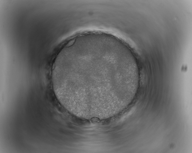 X0000101951494200808151241