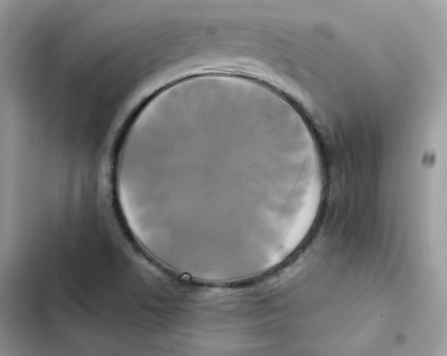 X0000101951506200808151241