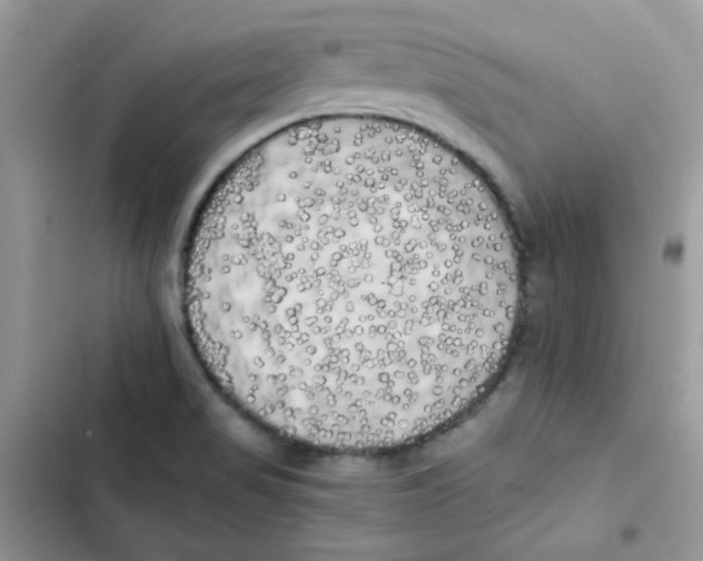 X0000101951517200808151241