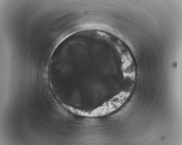 X0000101951529200808151241