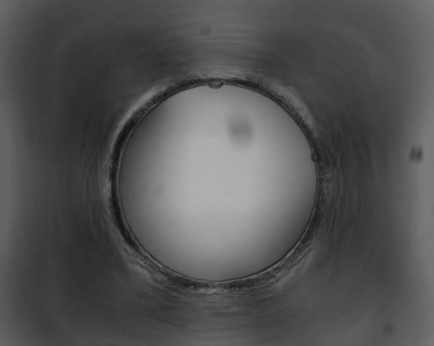 X0000101960395200807180707