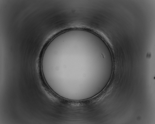 X0000101960439200807180706
