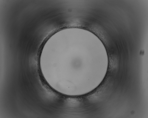 X0000101960534200807180705