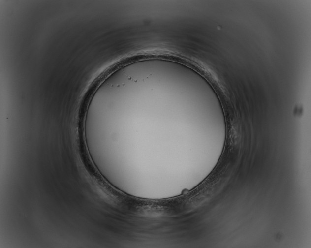 X0000101960535200807180705