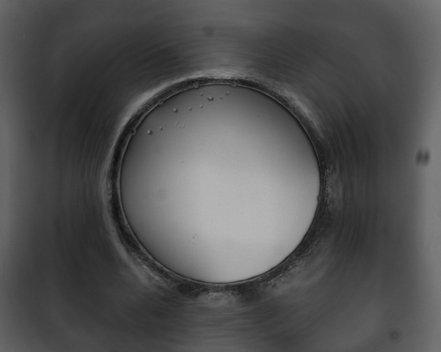X0000101960536200807180705