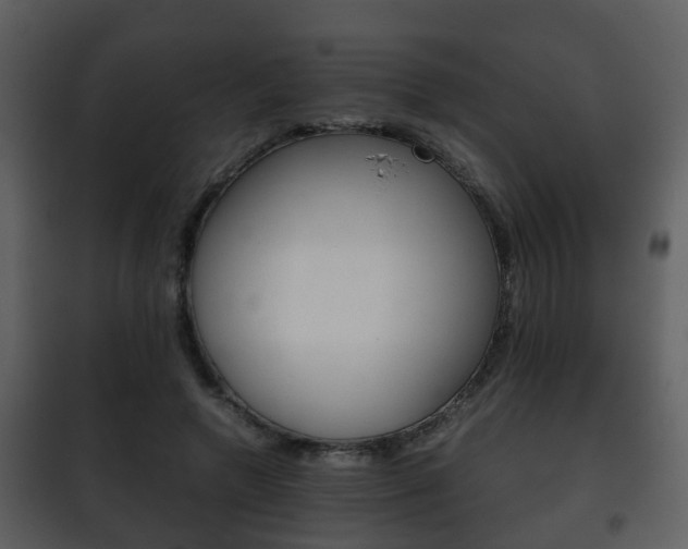 X0000101960546200807180705