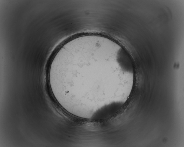 X0000101960584200807180705