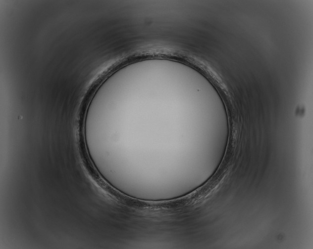 X0000101960629200807180703