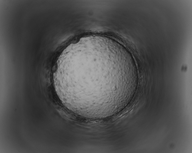 X0000101961205200807180654