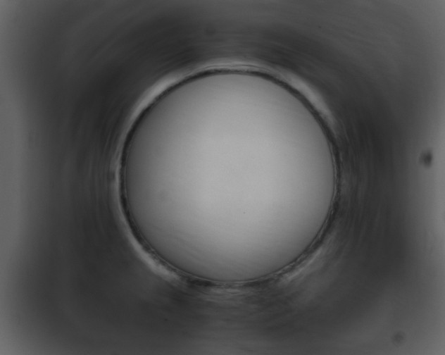 X0000101961237200807180654