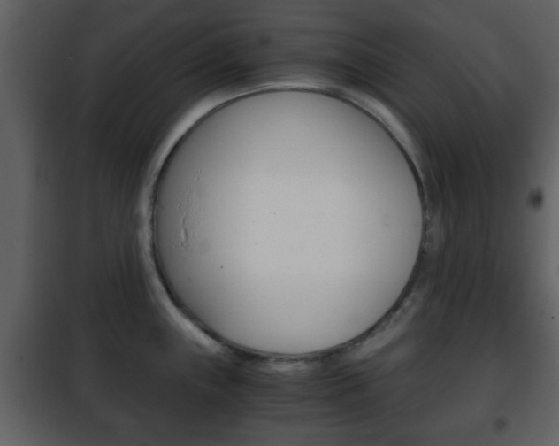 X0000101961243200807180654