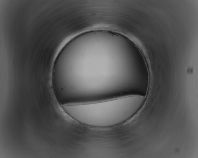 X0000101961296200807180653