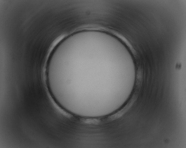 X0000101961466200807180651
