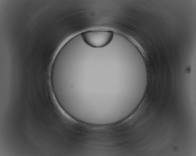 X0000101961484200807180650