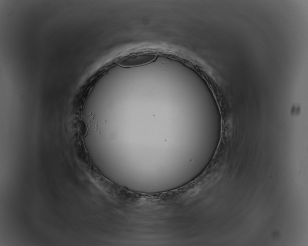 X0000101961496200807180650