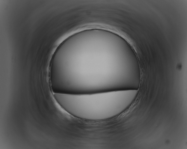 X0000101961535200807180650