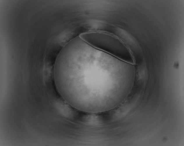 X0000101960276200807181048