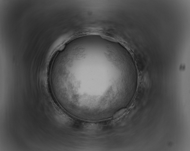 X0000101960293200807181047