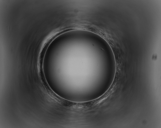 X0000101960294200807181047