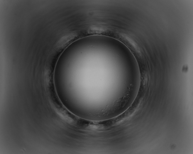 X0000101960455200807181044