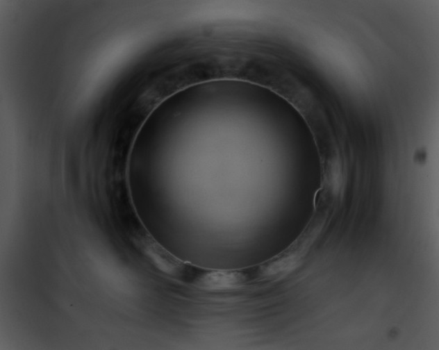 X0000101960526200807181043