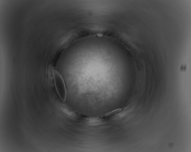 X0000101960528200807181043
