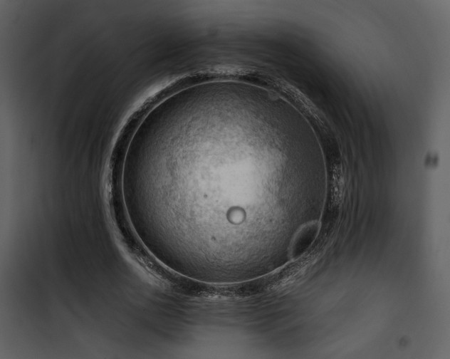 X0000101960726200807181040