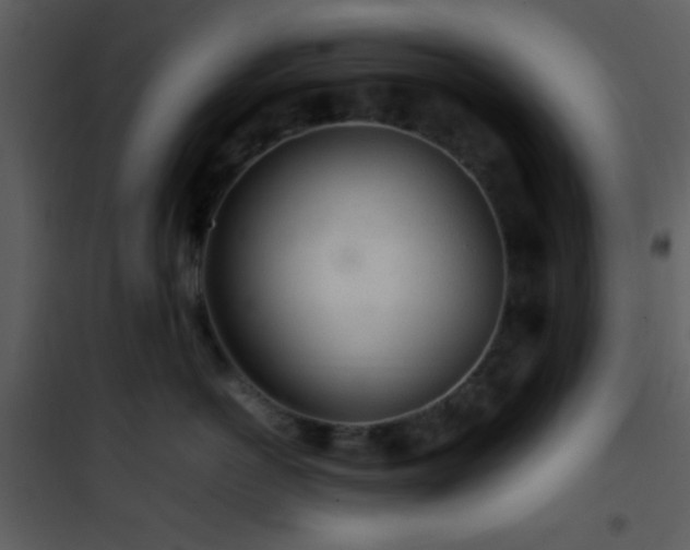 X0000101960766200807181040