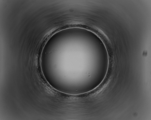 X0000101960777200807181040