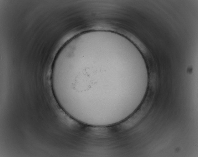 X0000101960856200807181039